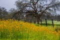 Fiddleneck and Oak Royalty Free Stock Photo