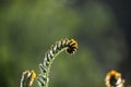 Fiddleneck plant at San Emigdio Canyon Trail, Wind Wolves Preserve, Bakersfield, CA.