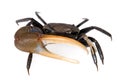 Fiddler Crab 1 Royalty Free Stock Photo