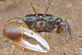 Fiddler crab