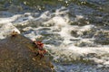 Fiddler crab - africa, madagascar