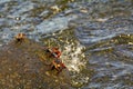 Fiddler crab - africa, madagascar