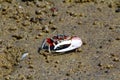 Fiddler crab - africa, madagascar