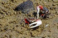 Fiddler crab - africa, madagascar