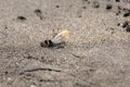 Fiddler Crab Royalty Free Stock Photo
