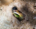 Fiddler crab or Calling crab Royalty Free Stock Photo