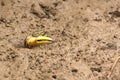 Fiddler crab Royalty Free Stock Photo