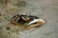 fiddler crab eating some algae