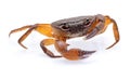 Fiddler crab isolated on white background Royalty Free Stock Photo