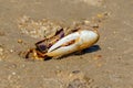 Fiddler Crab Male on the Ria Formosa, Portugal. Royalty Free Stock Photo