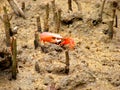 Fiddler Crab at Mangrove Forest