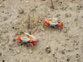 Fiddler Crab at Mangrove Forest Royalty Free Stock Photo