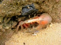 Fiddler Crab at Mangrove Forest Royalty Free Stock Photo