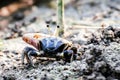 Fiddler crab Royalty Free Stock Photo