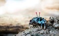 Fiddler crab Royalty Free Stock Photo