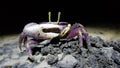 Fiddler crab at night