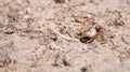 Fiddler crab Uca panacea comes out of its burrow