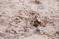 Fiddler crab Uca panacea comes out of its burrow Royalty Free Stock Photo