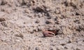 Fiddler crab Uca panacea comes out of its burrow