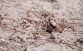 Fiddler crab Uca panacea comes out of its burrow Royalty Free Stock Photo