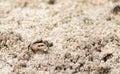 Fiddler crab Uca panacea comes out of its burrow in the marsh