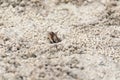 Fiddler crab Uca panacea comes out of its burrow in the marsh