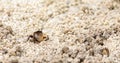 Fiddler crab Uca panacea comes out of its burrow in the marsh