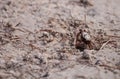 Fiddler crab Uca panacea comes out of its burrow