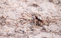 Fiddler crab Uca panacea comes out of its burrow Royalty Free Stock Photo