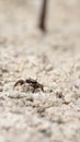 Fiddler crab Uca panacea comes out of its burrow in the marsh