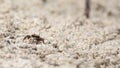 Fiddler crab Uca panacea comes out of its burrow in the marsh