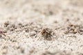 Fiddler crab Uca panacea comes out of its burrow in the marsh