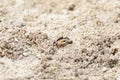 Fiddler crab Uca panacea comes out of its burrow in the marsh Royalty Free Stock Photo