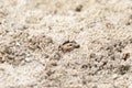 Fiddler crab Uca panacea comes out of its burrow in the marsh