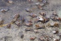 Fiddler crab, uca pugnax Royalty Free Stock Photo