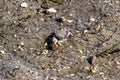 Fiddler Crab, Uca pugnax or tangeri at Ria Formosa Nature Park, Algarve. Portugal Royalty Free Stock Photo