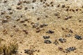 Fiddler Crab, Uca pugnax or tangeri at Ria Formosa Nature Park, Algarve. Portugal Royalty Free Stock Photo