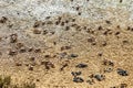 Fiddler Crab, Uca pugnax or tangeri at Ria Formosa Nature Park, Algarve. Portugal Royalty Free Stock Photo