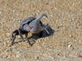 Fiddler Crab Royalty Free Stock Photo