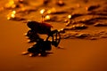 Fiddler crab on wetland Royalty Free Stock Photo