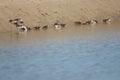 Fiddler crabs Afruca tangeri in the Senegal River.