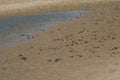 Fiddler crabs Afruca tangeri in the Senegal River.