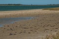 Fiddler crabs Afruca tangeri in the Senegal River.