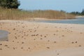 Fiddler crabs Afruca tangeri in the Senegal River.