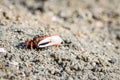 Fiddler crabs, Ghost crabs small male sea crab