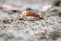 Fiddler crabs, Ghost crabs small male sea crab