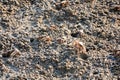 Fiddler Crabs in the Ria Formosa, Tavira, Algarve, Portugal