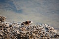 Fiddler Crabs in the Ria Formosa, Tavira, Algarve, Portugal