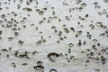 Fiddler Crabs on the shore