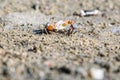 Fiddler crabs, small male sea crab are fighting